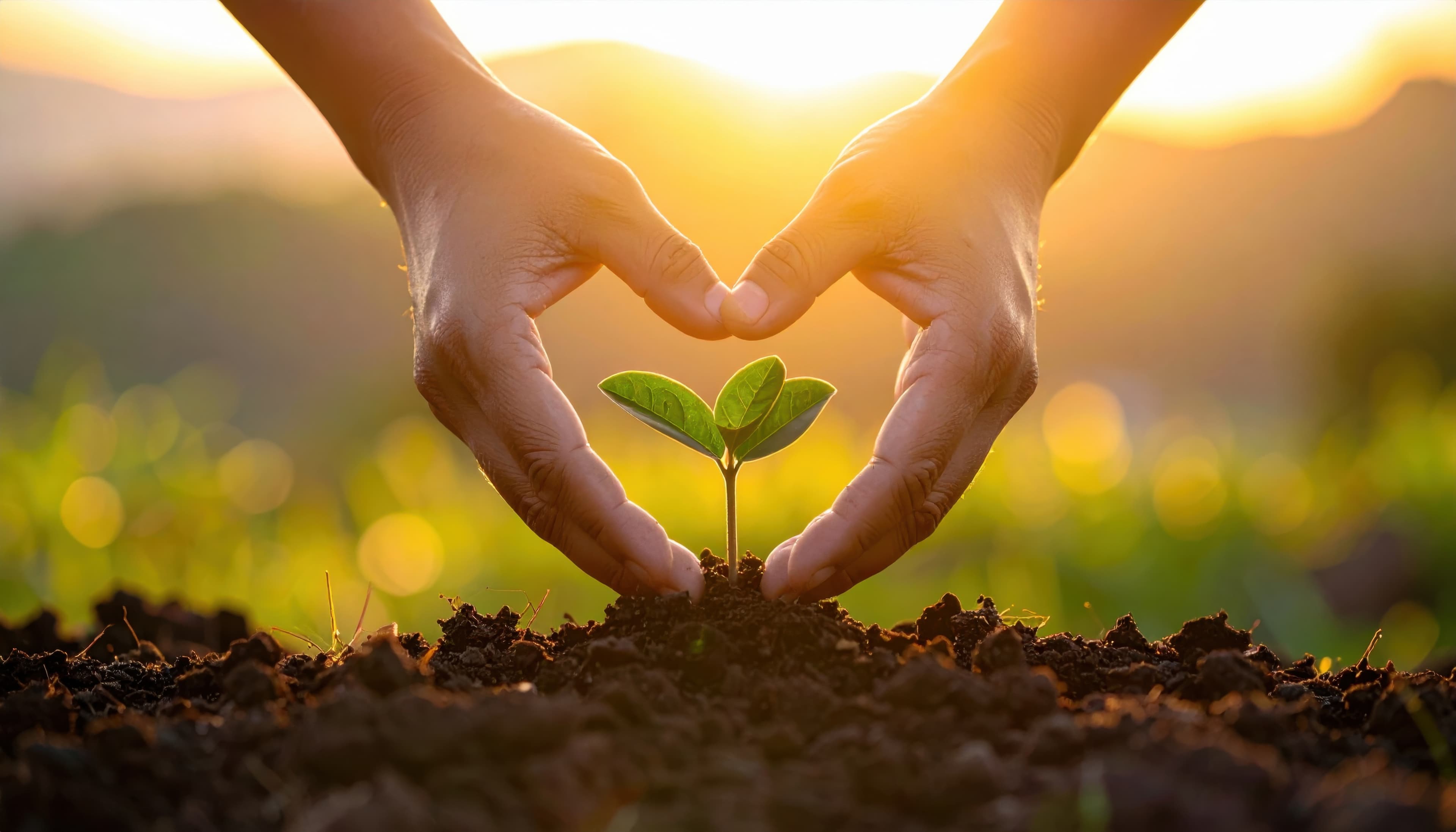 Hands holding a young plant